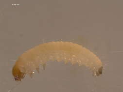 Imagem de Argyresthia