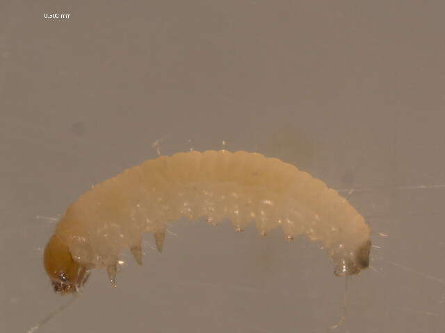 Imagem de Argyresthia