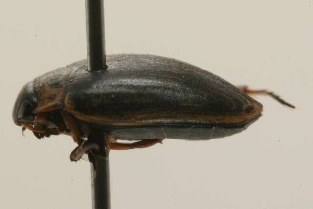 Image of Stictotarsus griseostriatus (De Geer 1774)