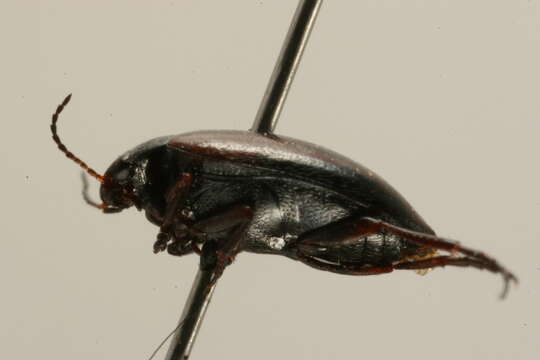 صورة Hydroporus tenebrosus Le Conte 1850