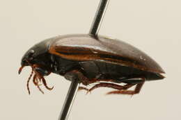 صورة Agabus (Acatodes) thomsoni (J. Sahlberg 1871)