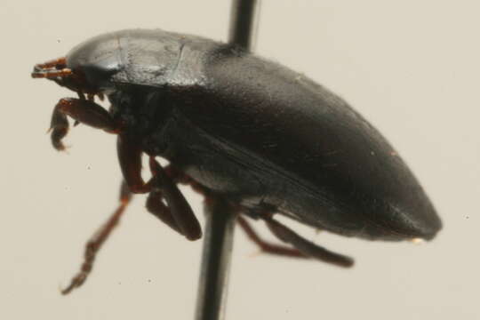 صورة Hydroporus tenebrosus Le Conte 1850