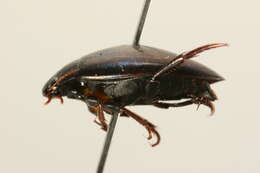 Ilybius erichsoni (Gemminger & Harold 1868) resmi