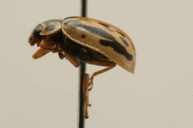 Image of Marsh Lady Beetle