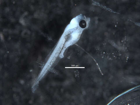 Image of Frillfin Goby