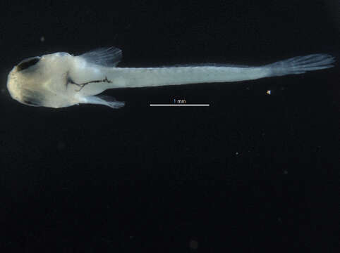 Image of Yucatan pupfish