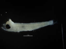 Image of Lophogobius