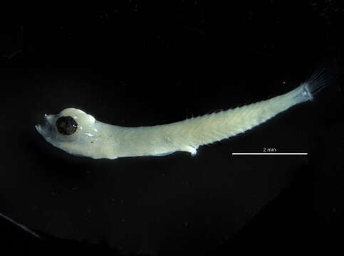 Image of Blackbar Goby