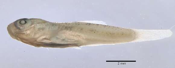 Image of Yucatan pupfish