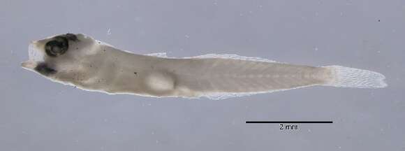 Image of Blackbar Goby