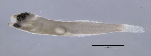 Image de Ctenogobius fasciatus Gill 1858