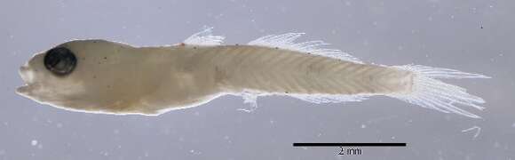 Image of Blackbar Goby