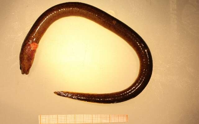 Image of swamp eels