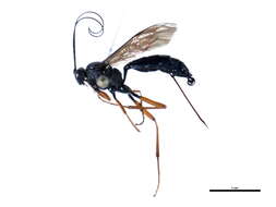 Image of Syrphoctonus tarsatorius