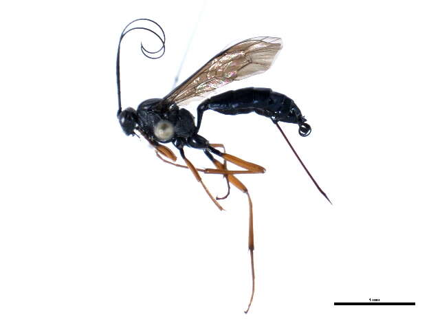 Image de Syrphoctonus tarsatorius