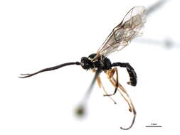 Image of Syrphoctonus tarsatorius