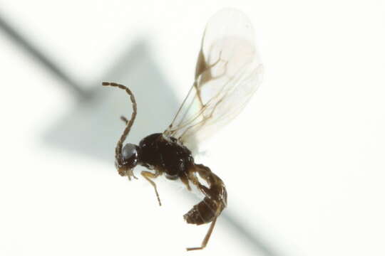 Image of Wasp