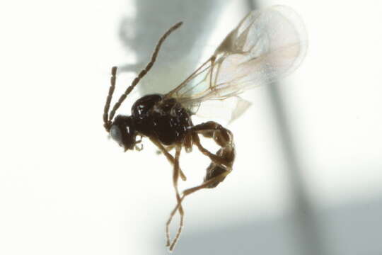 Image of Wasp