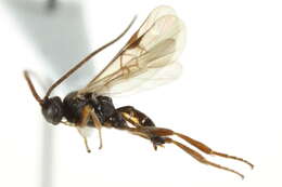 Image of Microplitis