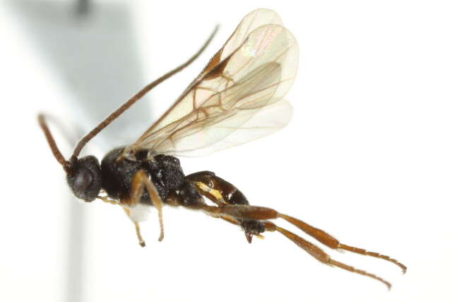 Image of Microplitis