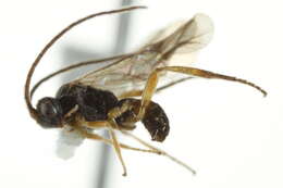 Image of Microplitis