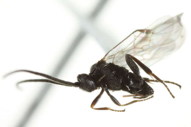 Image of Apanteles brunnistigma Abdinbekova 1969