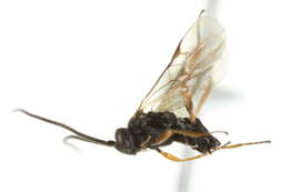 Image of Microplitis