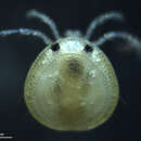 صورة Krendowskiidae