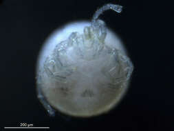 Image of Mideopsis