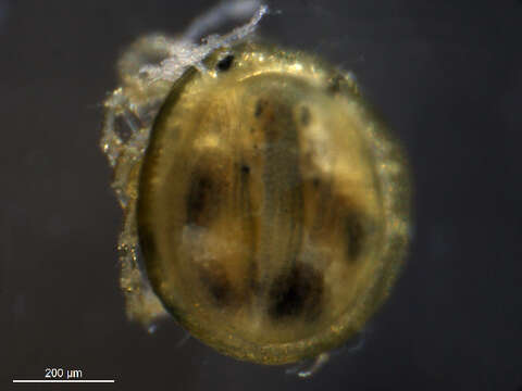 Image of Mideopsidae
