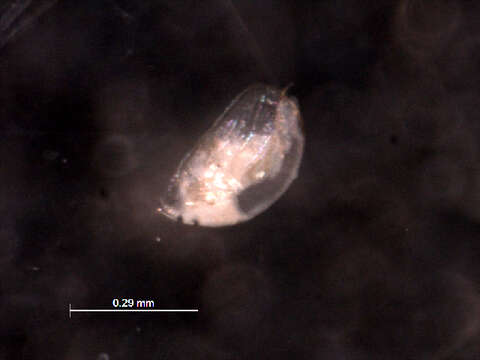 Image of <i>Alona circumfibriata</i>