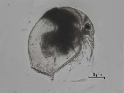 Image of common long-nosed waterflea