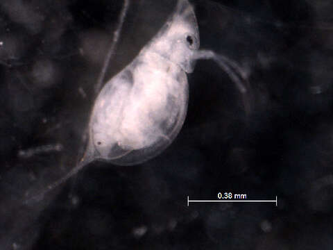 Image of Daphnia (Daphnia) mendotae Birge 1918