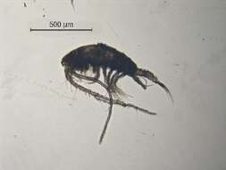 Sivun Arctodiaptomus cf. dorsalis kuva