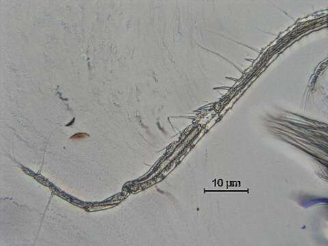 Image de Arctodiaptomus cf. dorsalis