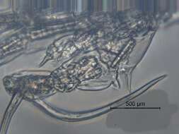 Image of Arctodiaptomus cf. dorsalis