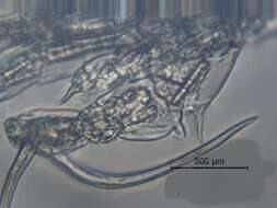 Image de Arctodiaptomus cf. dorsalis