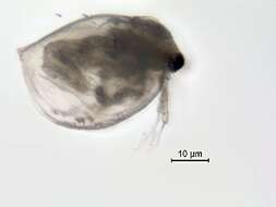 Image of Daphniidae