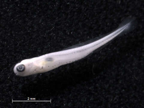 Image of Bluntnose Minnow