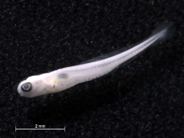 Sivun Pimephales notatus (Rafinesque 1820) kuva