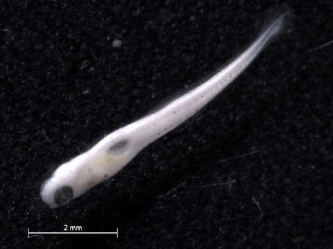 Image of Bluntnose Minnow