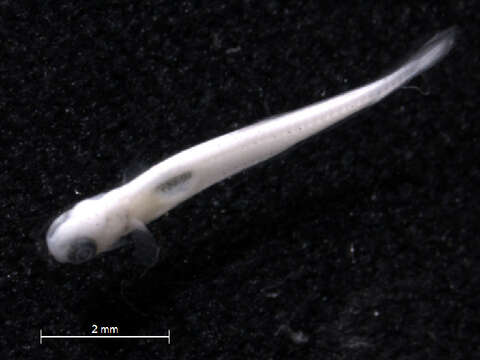 Image of Bluntnose Minnow