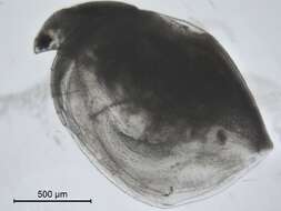 Image of Simocephalus serrulatus