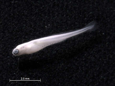 Image of Bluntnose Minnow