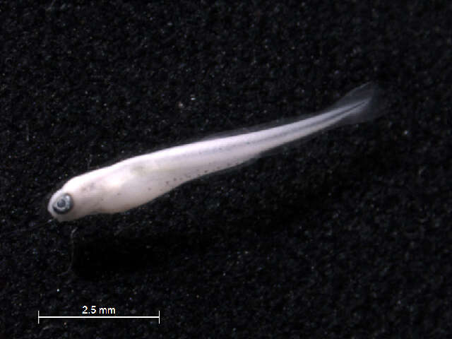 Sivun Pimephales notatus (Rafinesque 1820) kuva