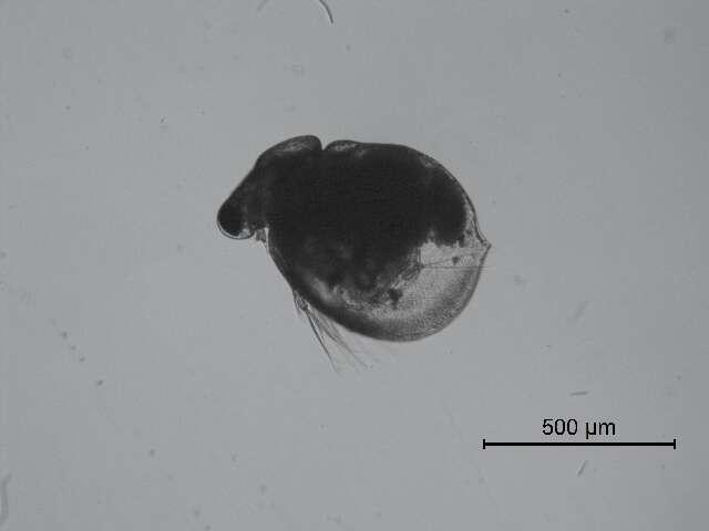 Image of Ceriodaphnia