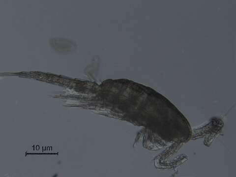 Image of Thermocyclops inversus (Kiefer 1936)