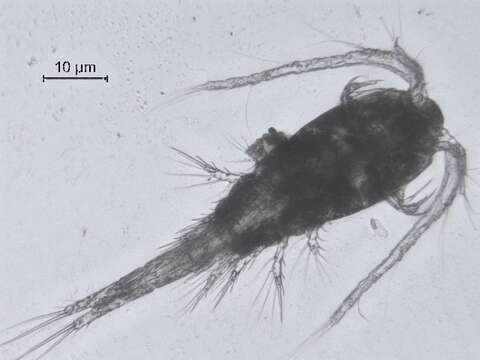 Image of Thermocyclops inversus (Kiefer 1936)