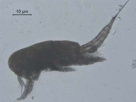 Image of Eucyclops cuatrocienegas Suárez-Morales & Walsh 2009