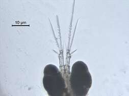 Image de Eucyclops cuatrocienegas Suárez-Morales & Walsh 2009